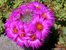 Mammillaria guelzowiana